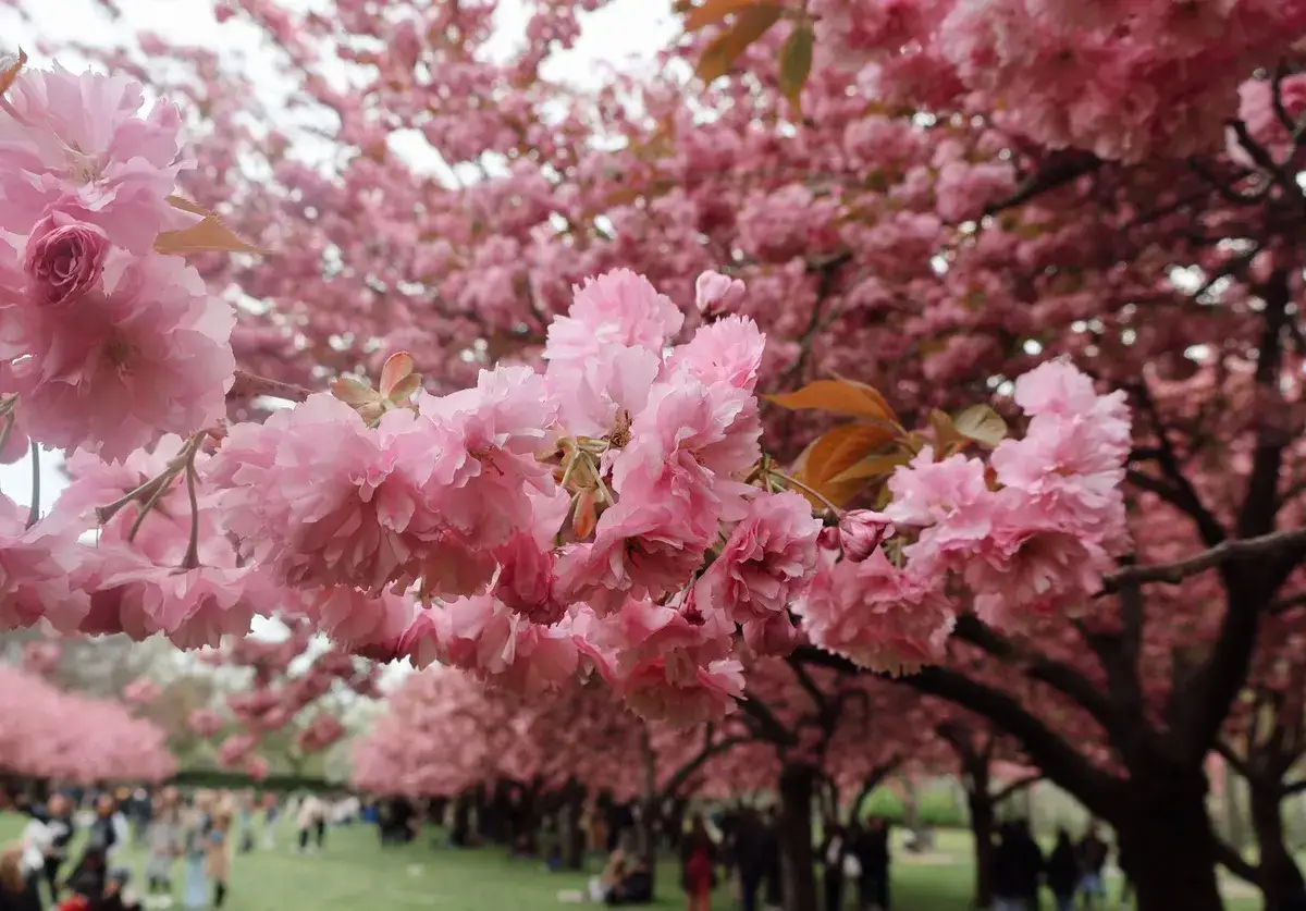 Kersenbloesems in een park in New York in de lente