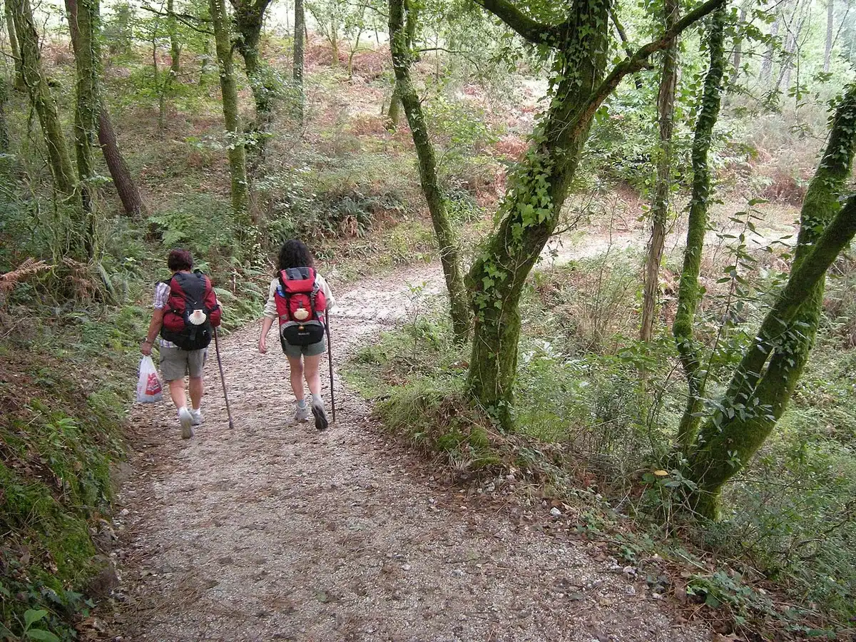 Dos peregrinas con mochila, concha y bastón caminando por una pista entre árboles con hiedra, en el Camino Portugués